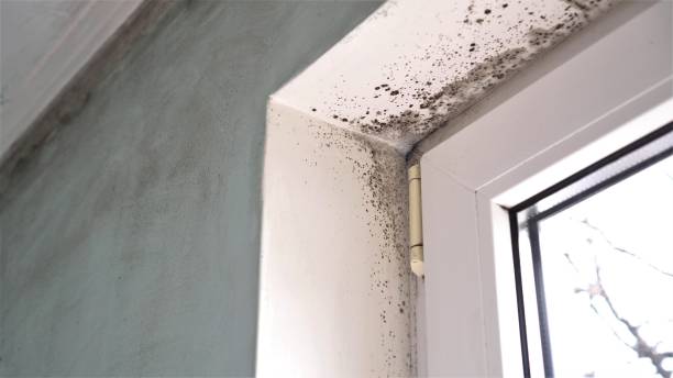 Best Certified Mold Removal  in Manor, TX