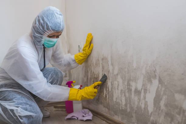 Best Fast Mold Removal  in Manor, TX