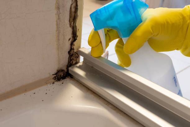 Best Commercial Mold Removal  in Manor, TX