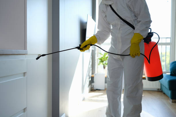Office Mold Removal Services in Manor, TX