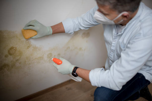 Best Attic Mold Removal  in Manor, TX
