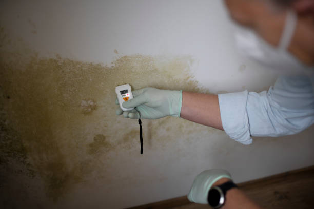Best Mold Removal and Inspection  in Manor, TX