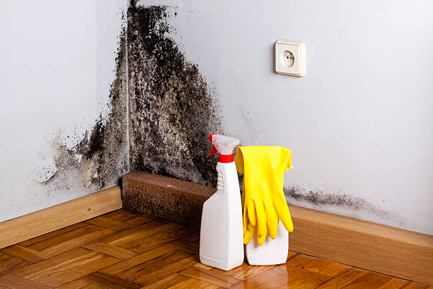 Best Attic Mold Removal  in Manor, TX
