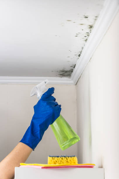 Best Home Mold Removal  in Manor, TX